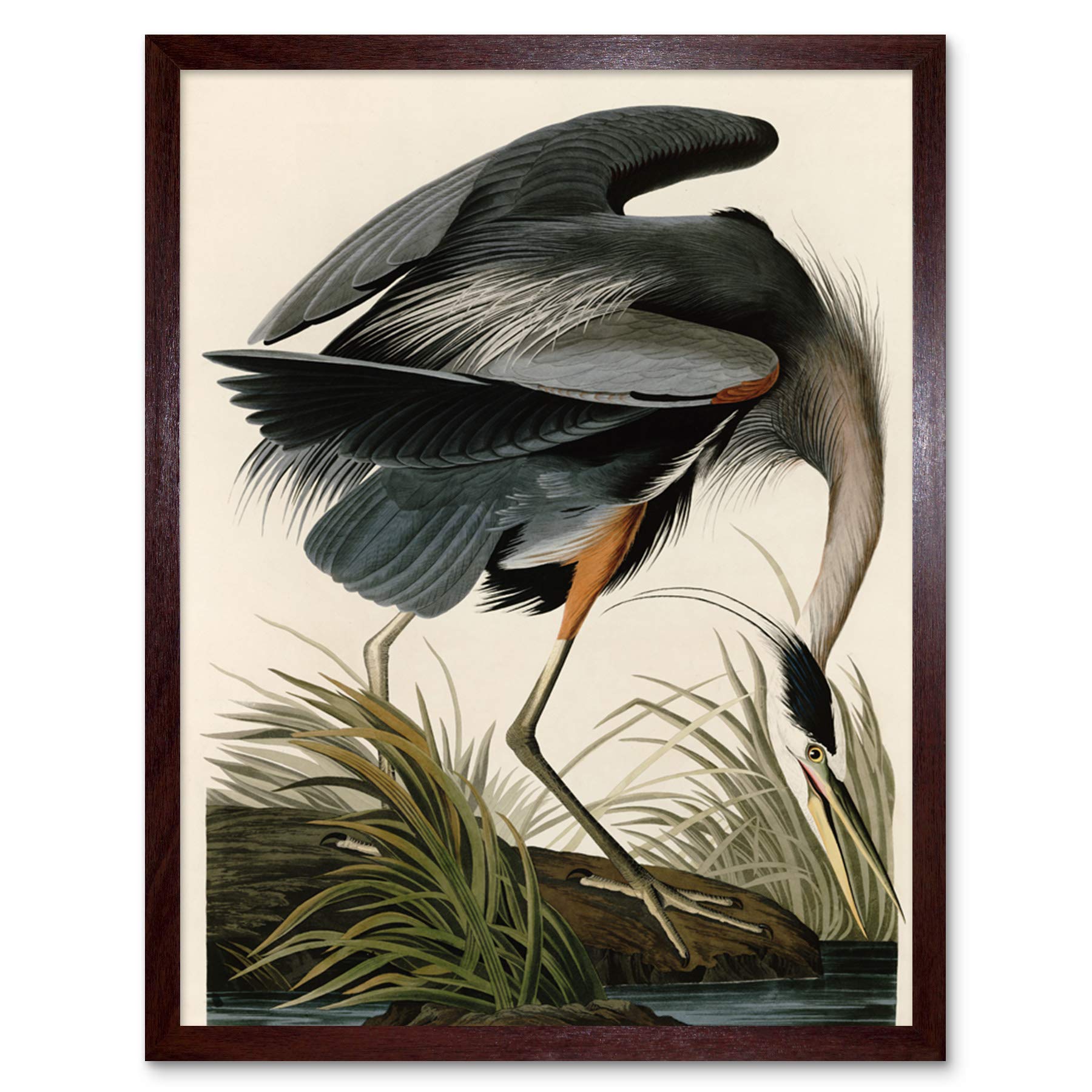 Audubon Great Blue Heron Print - Coastal Bird Portrait Art - Framed Wall Art - W12 x H16 inch - Artery8