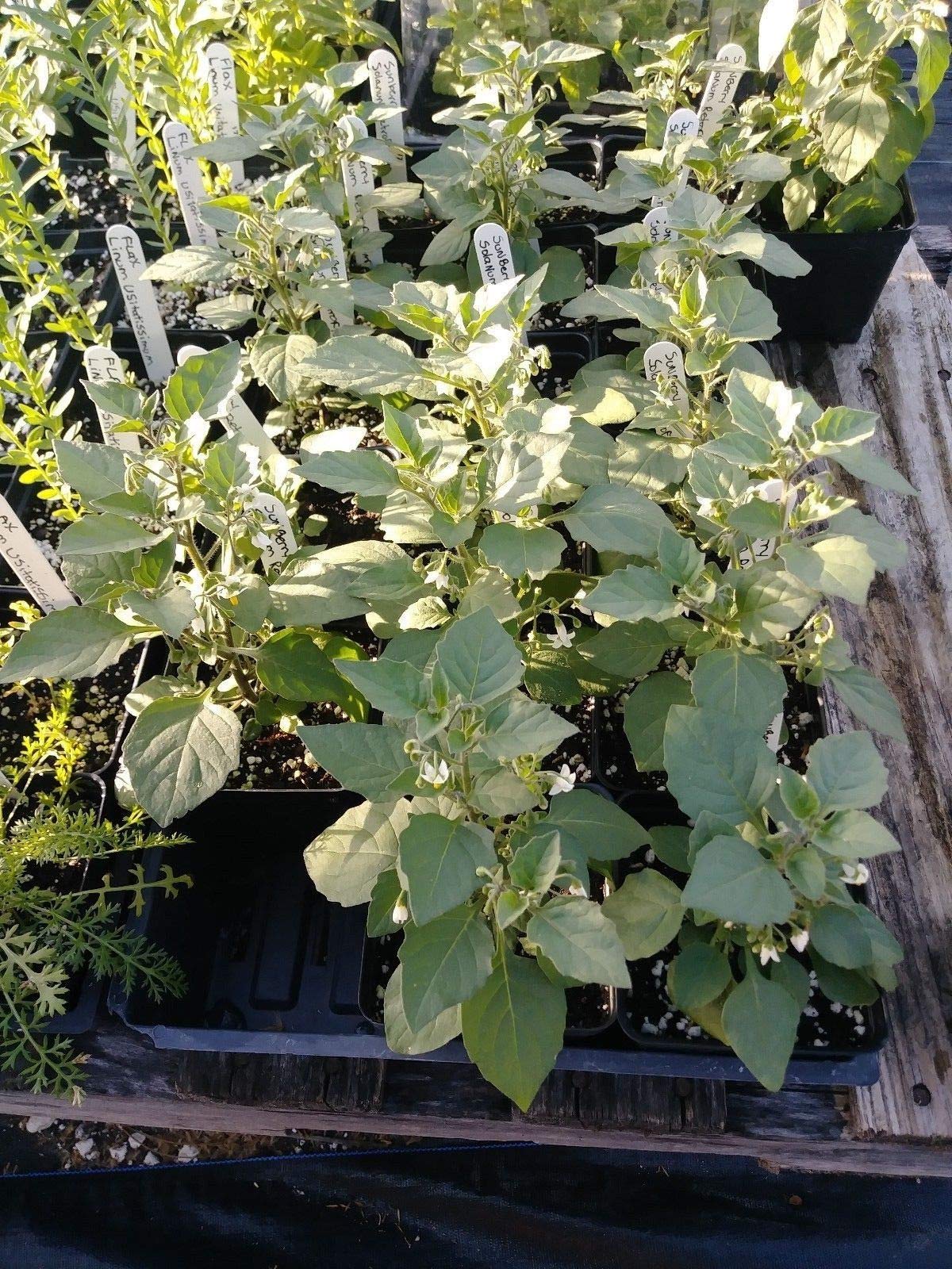 Semi Di Rafano Per Germinazione - Piante Starter Per Orto E Giardino - Foto 2