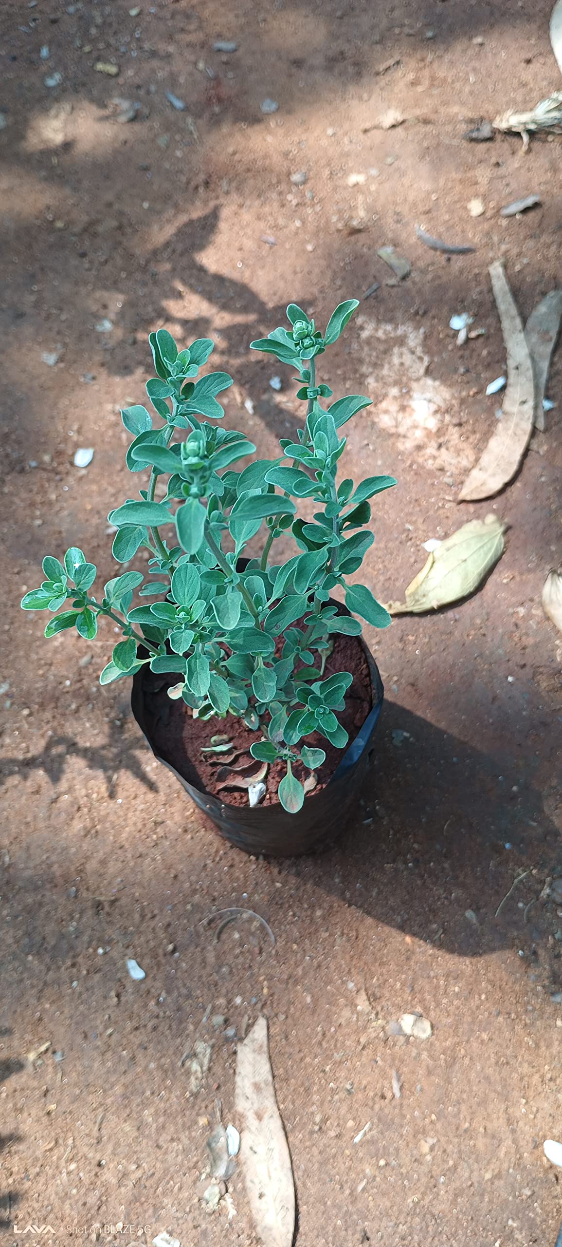 Anuraj farms maruga live plant, MARWA PLANT marjoram, murwa, sathra, Maruga, marwa, mijirikamy, ajanmasurabhi, marwa, Marikozhundhu, Chutanaccu, kuvalamayam, maruvamu, marwa, marzanjosh-Live plant (B0C16W379F) Amazon Price History, Amazon Price Tracker