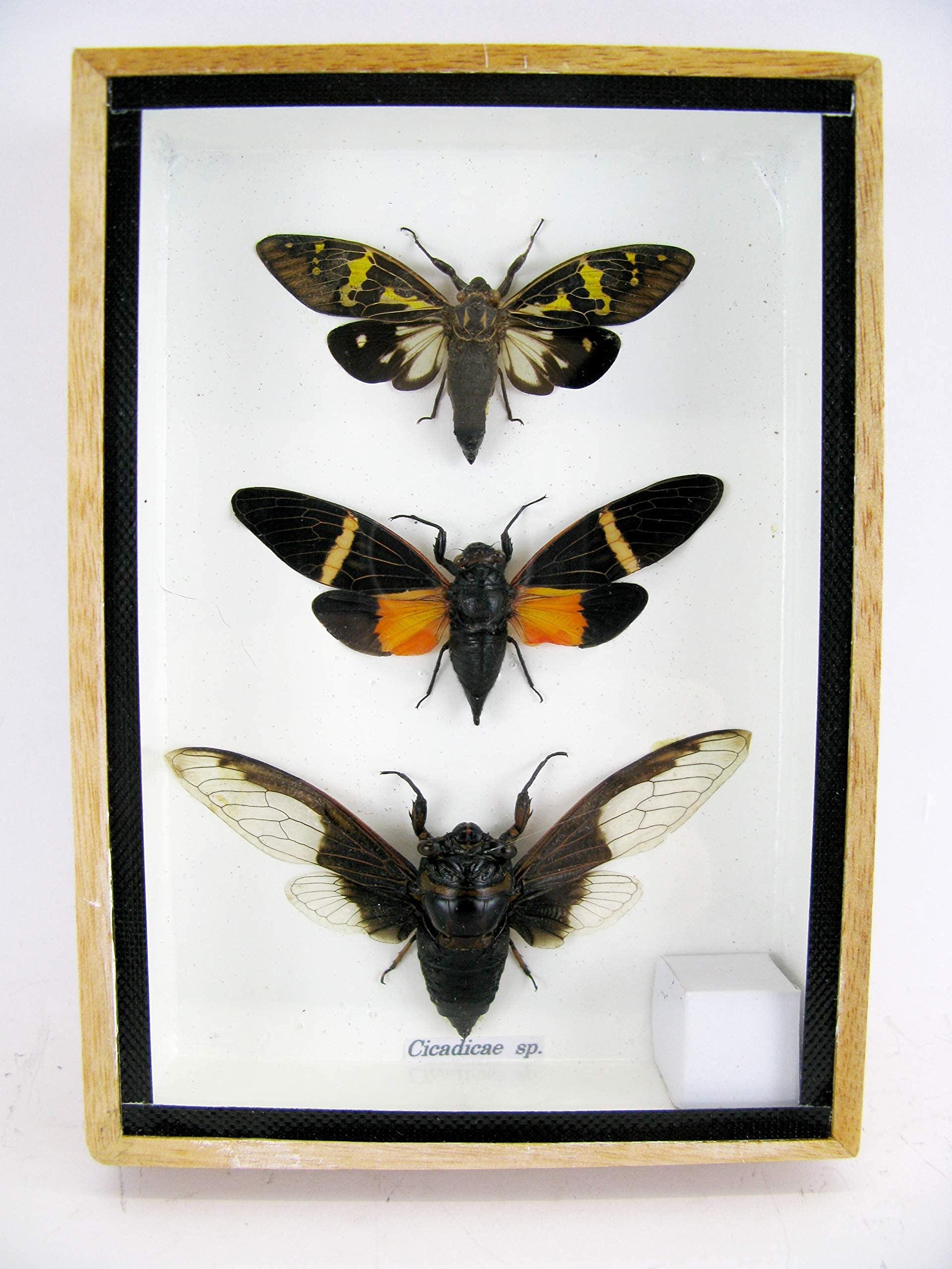 3 Cicale XL In Cornice Di Legno – Insetti Veri Esotici – Taxidermy Da Parete – Vetrina 17,5x12,5cm
