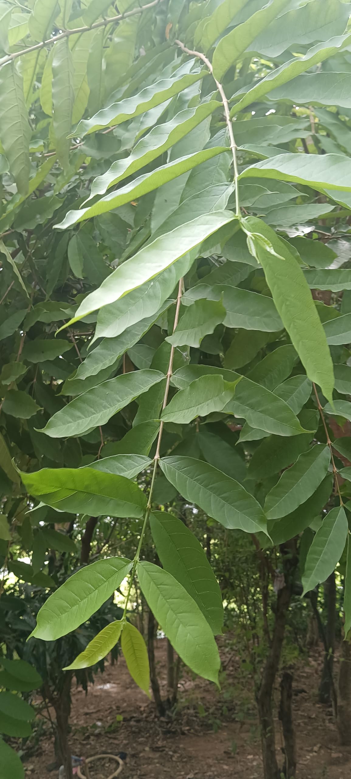 Fresh Vetpalai Leaves, Pack of 20-picture-32