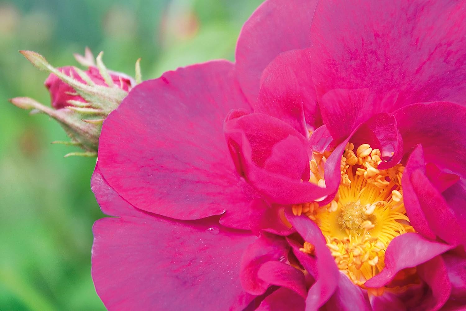 Wild Rose Body Oil - Image 4