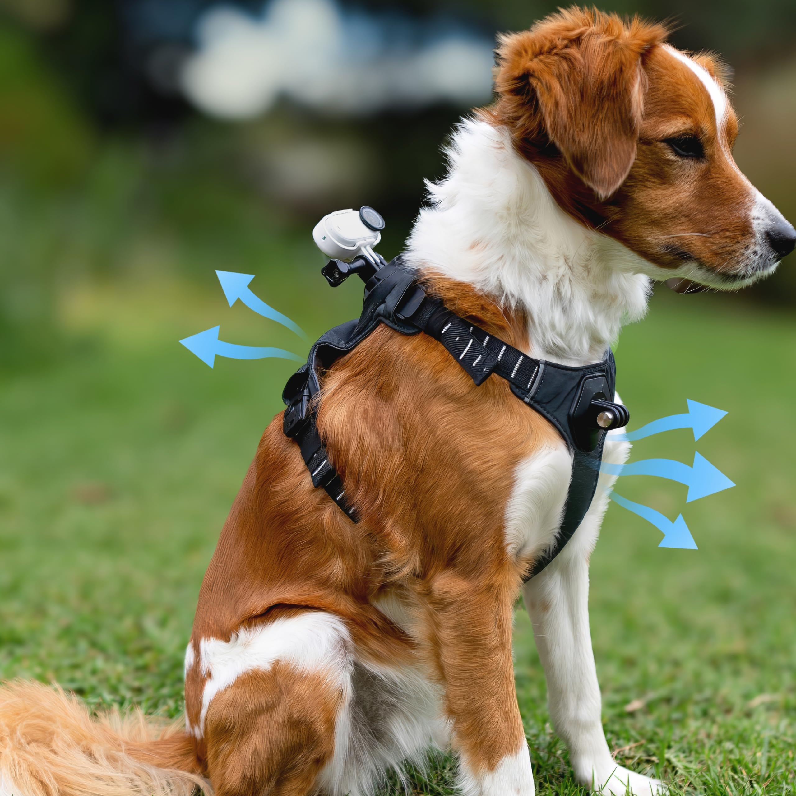 Insta360 Pettorina per animali domestici Misura S
