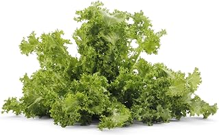 Organic Greens Escarole
