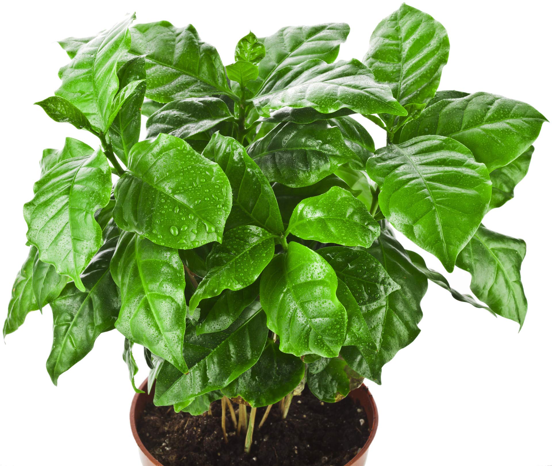 Bloomique Coffea Arabica Caféier Plante d’intérieur Hauteur 20-30 cm Pot 12 cm Lot de 2