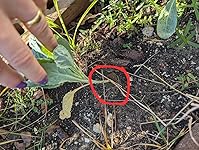 Review Image by D.H D.H