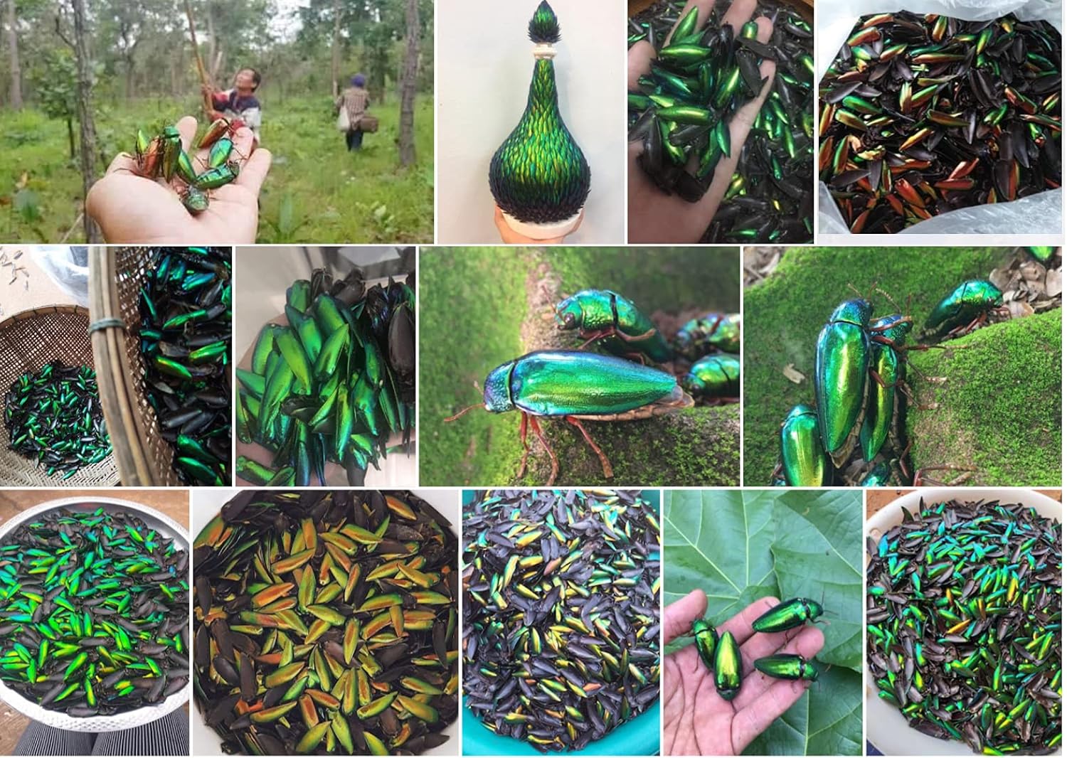 Sunne Tropical - UNDRILL No-Hole 100 Pcs Jewel Beetle Elytra Natural Wings for Art Craft Sculpture Beads Jewelry Design (Heart 6 MM)