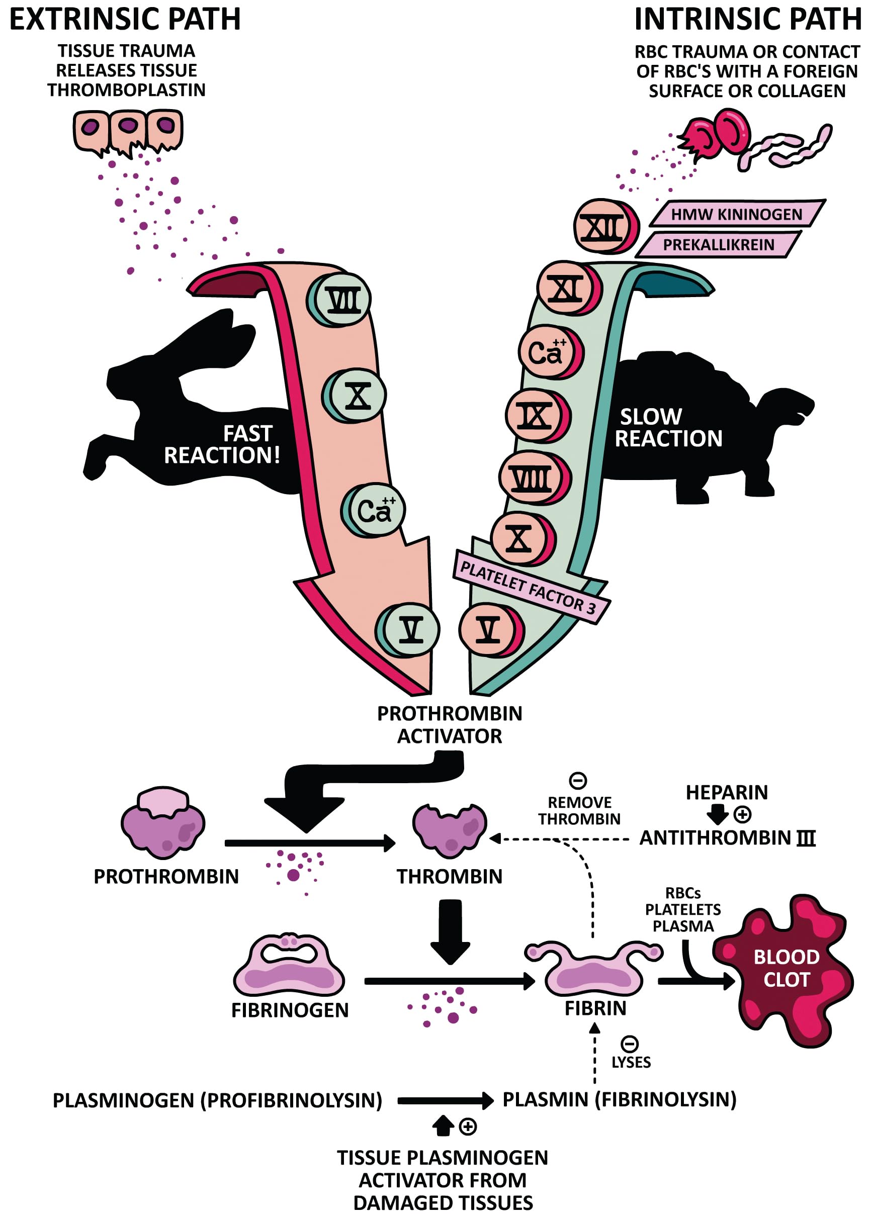 Clinical Physiology Made Ridiculously Simple: Color Edition