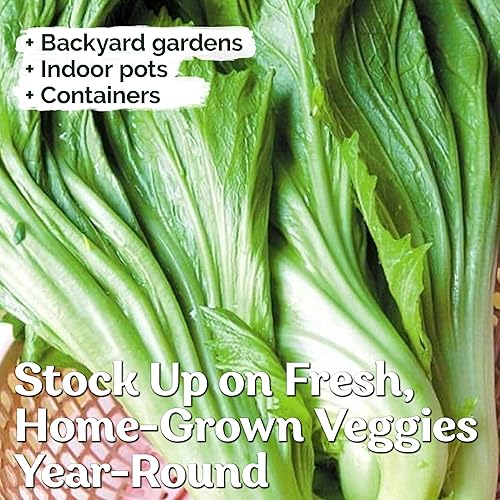 Miniatura 4 de KVITER 500 Semillas de Mostaza Oriental  Mostaza China, GAI Choy  Brassica Juncea  Semillas frescas orgánicas para plantar  Semillas vivas para el