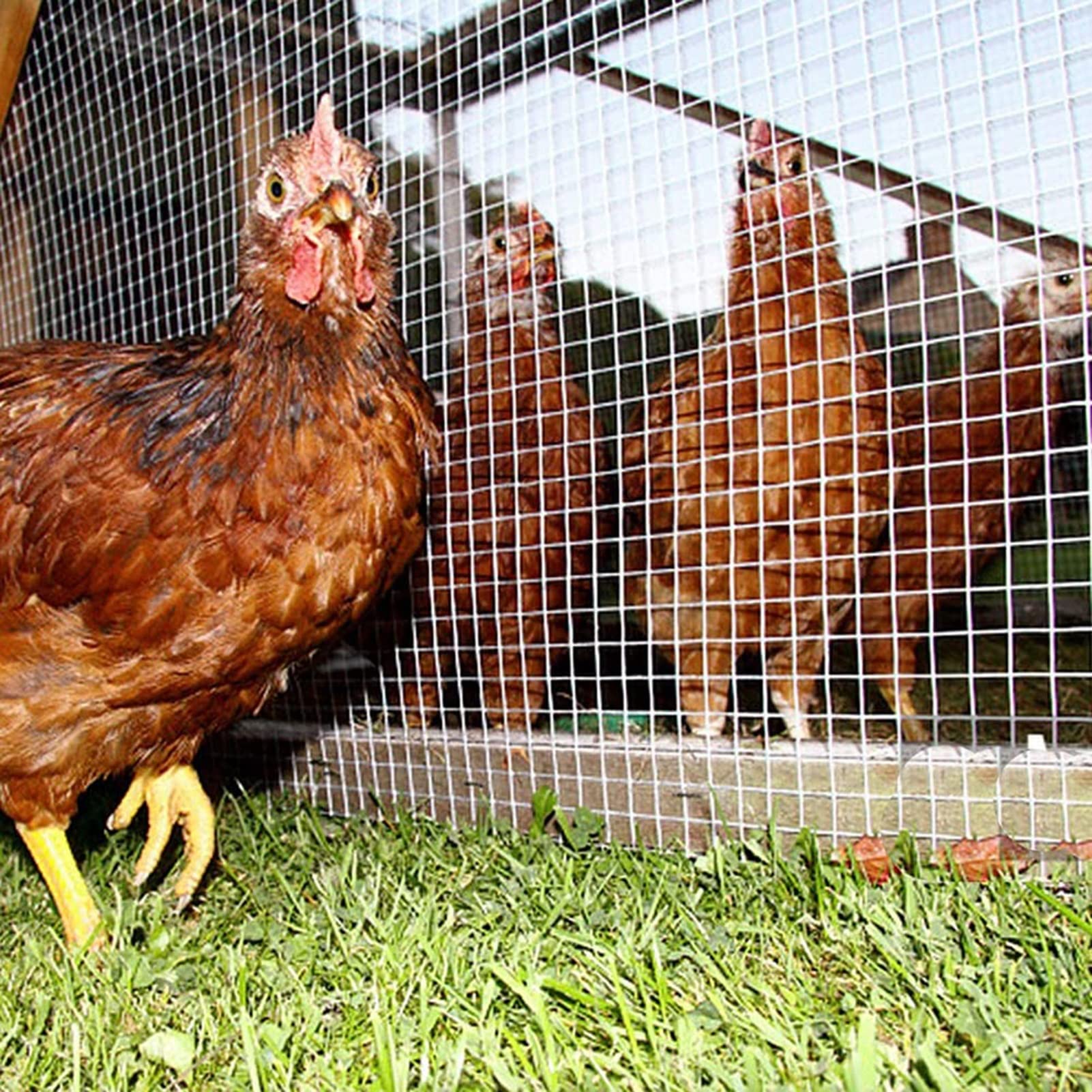 1"X1" Galvanised Welded Wire Mesh Fence Aviary Rabbit Hutch - China - View #4