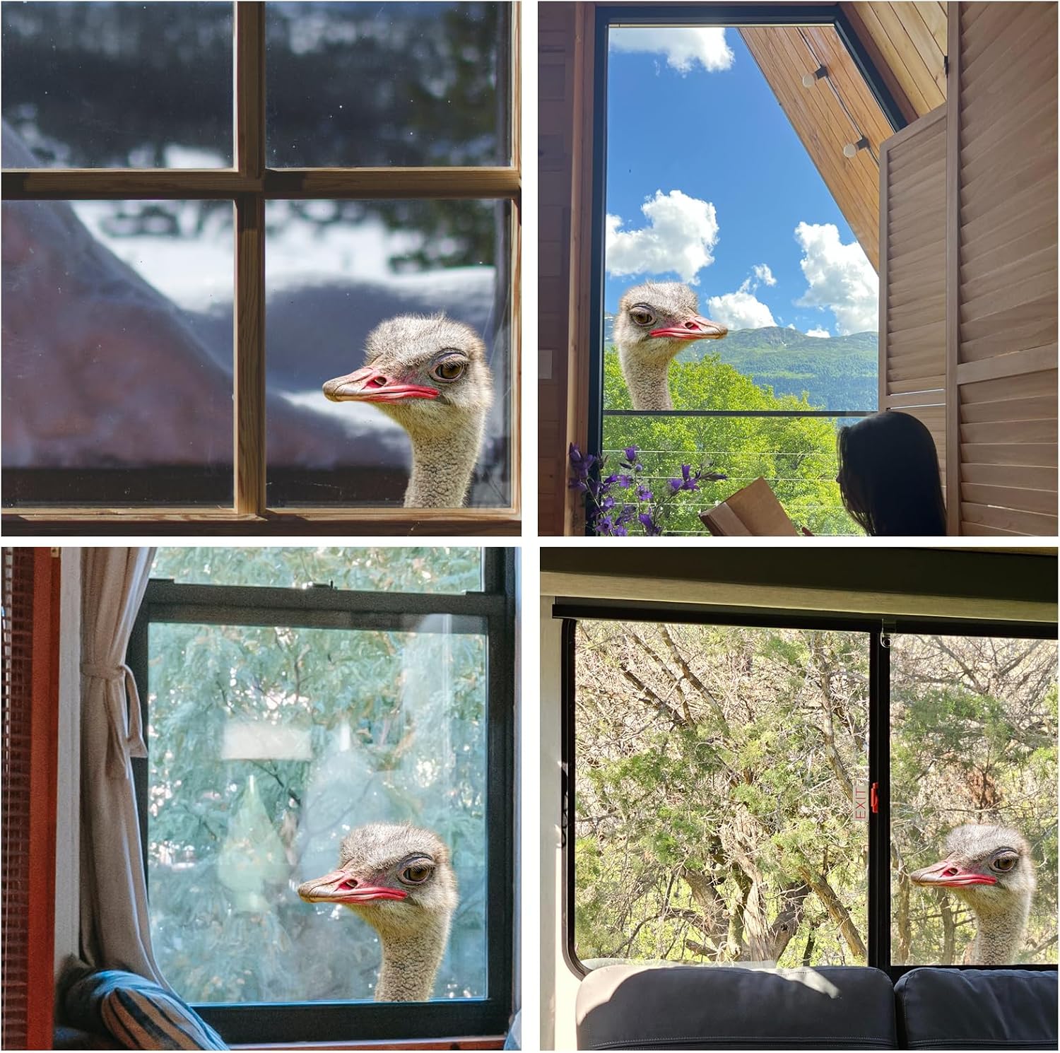 3D Windows Stickers Realistic Ostrich Gaze Stickers/Decorations