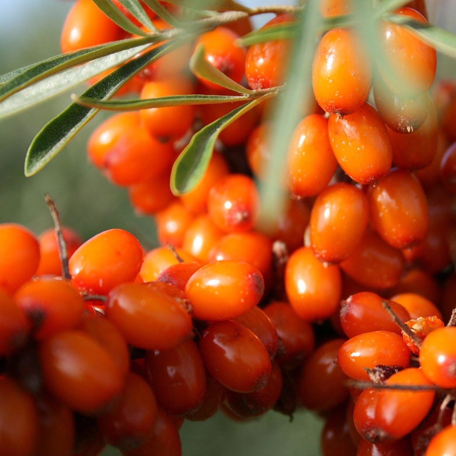 Wild Seabuckthorn (Hippophae rhamnoides) - Grow Now or Store for Future Planting - Capsule of 40 Seeds
