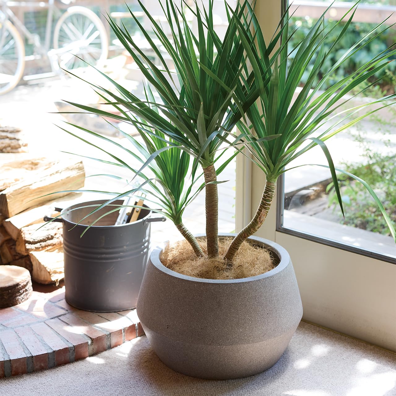 Amazon.co.jp: 植木鉢 中型 モノ・ストーン パボ ジャー ロー オフ