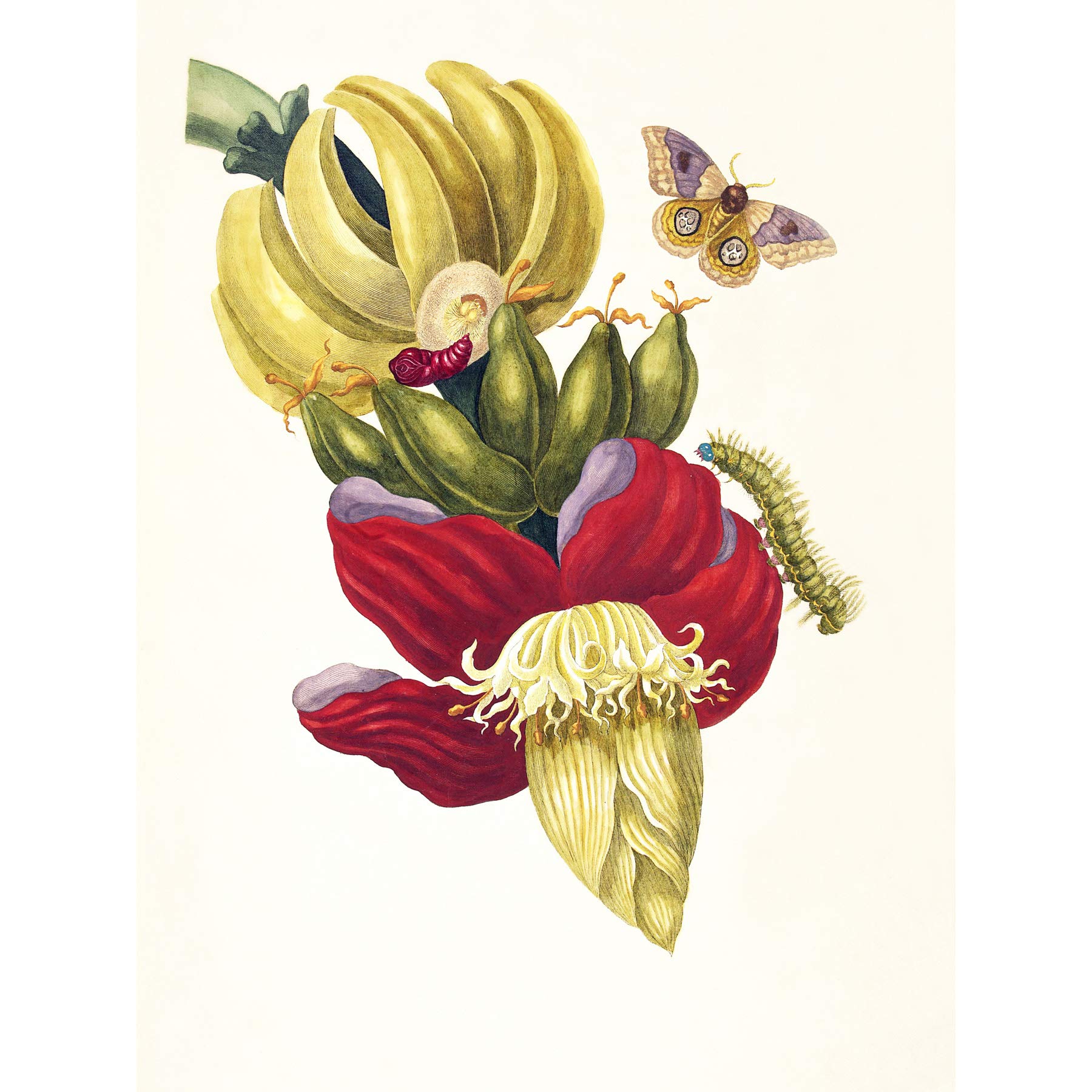 Artery8 Merian Banana Plant Insects Vintage 1705 Premium Wall Art Canvas Print 18X24 Inch