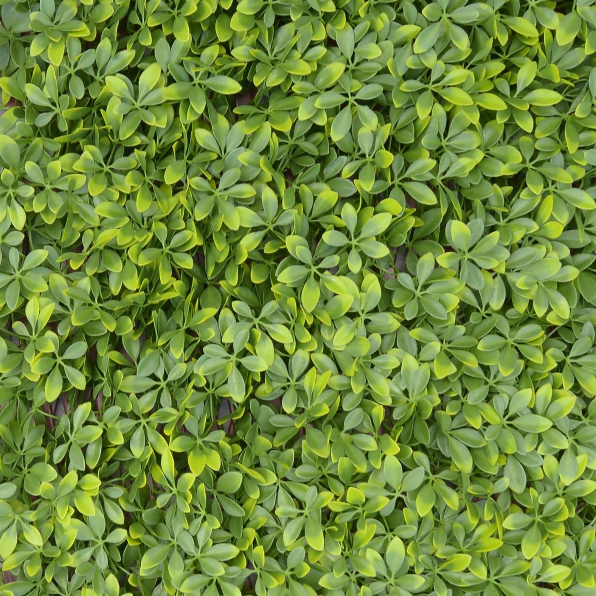TENAX Divy Trellis Pitosforo 100x200 cm Verde, Enrejado Extensible con Hojas de Polietileno Tipo Pitosporo para Decoración y Ocultación de Balcones, Jardines y Cercados