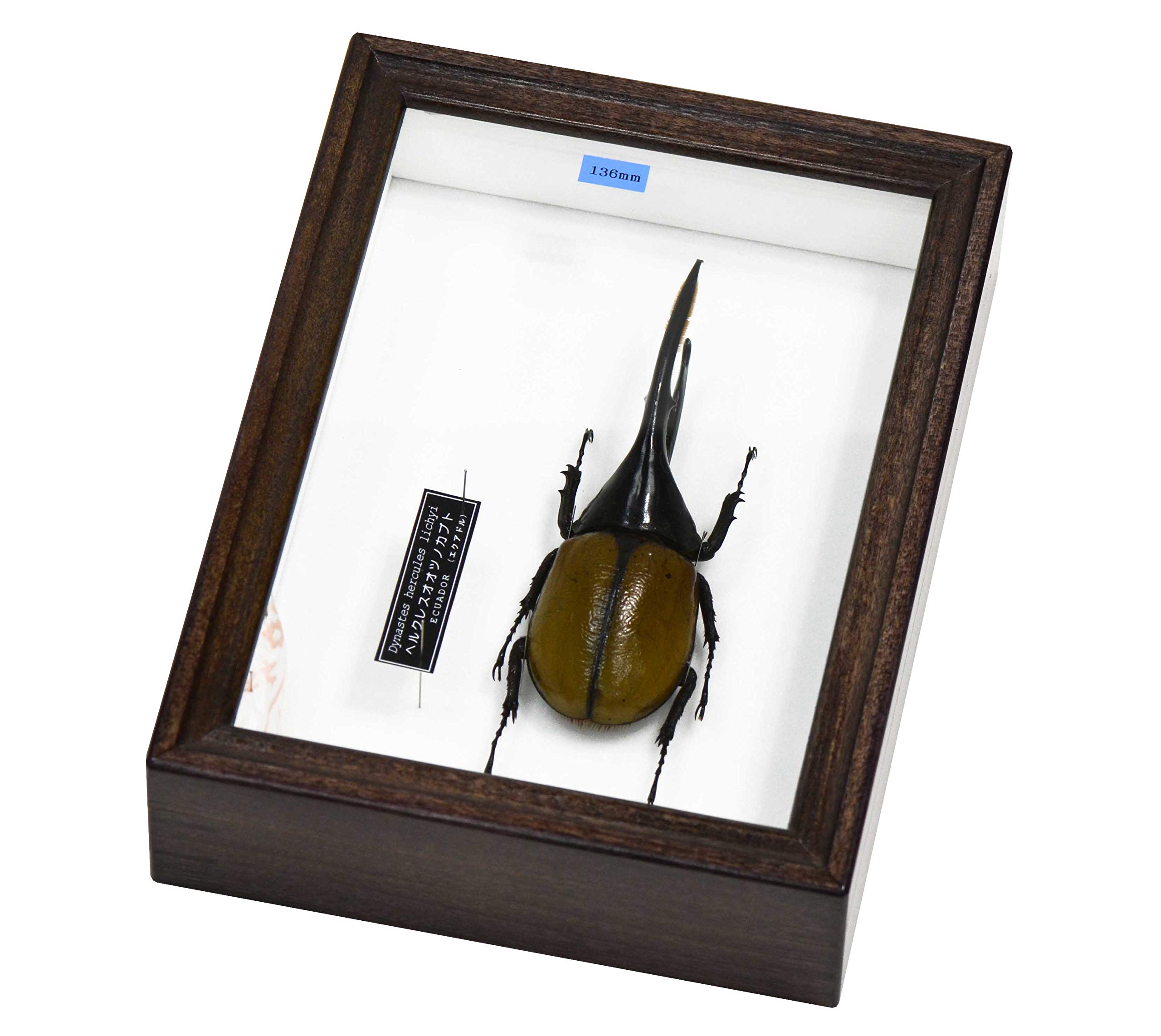 Amazon | 世界最大・最強のカブトムシ 名和昆虫博物館 企画・製作