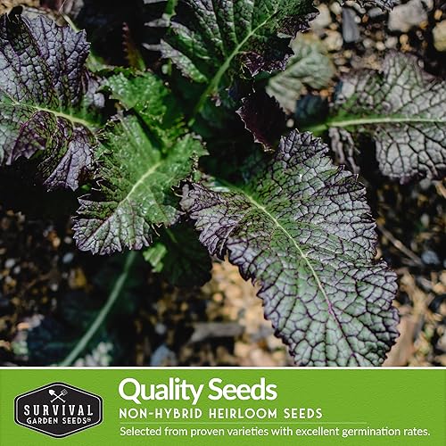 Miniatura 3 de Semillas de color verde mostaza para plantar, paquete variado de 4 hojas verdes tradicionales | Tatsoi, Southern Giant, Giant Red, Pak Choi Mustard