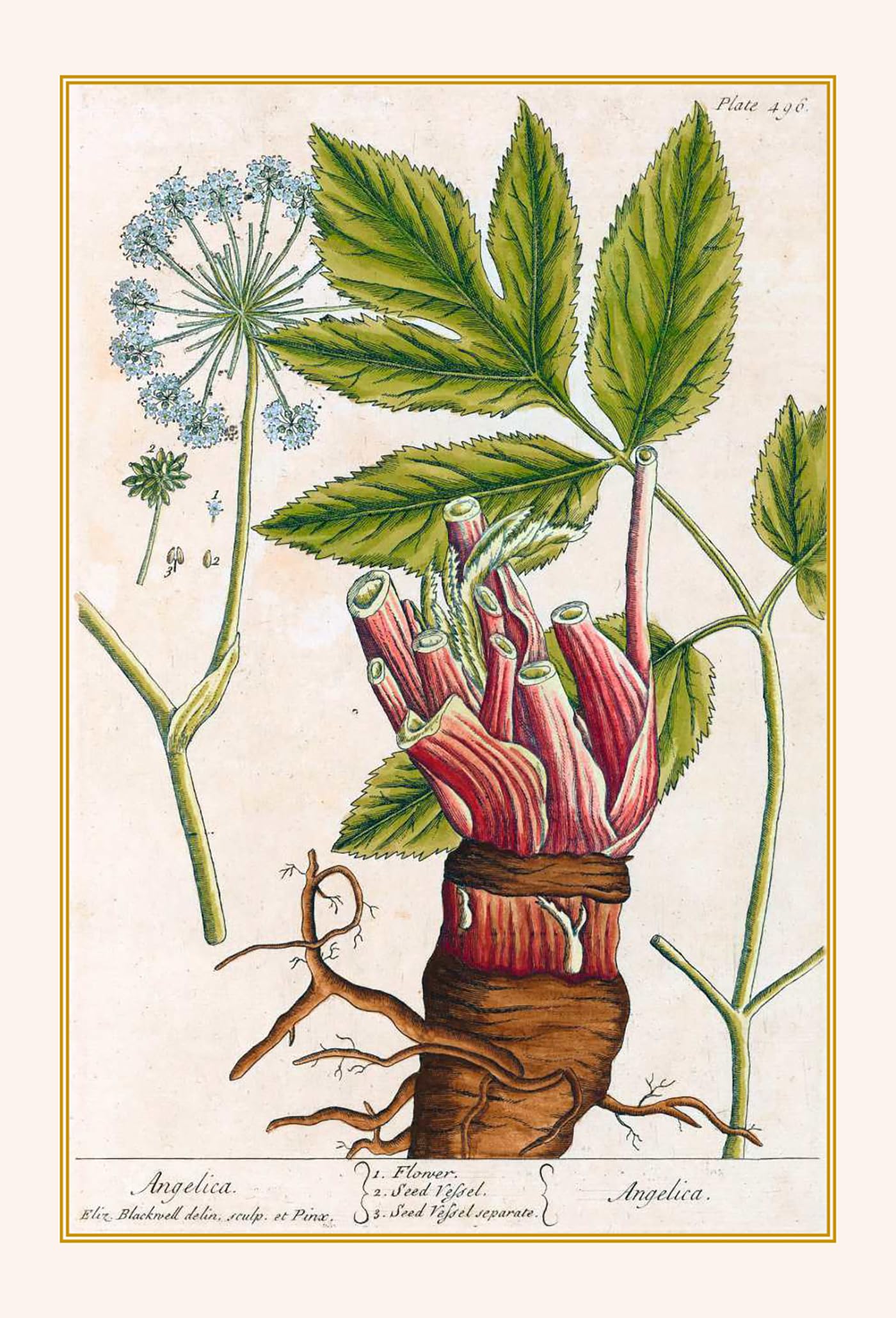 Plantes guérisseuses: 50 cartes botaniques illustrées par la pionnière de l'herboristerie Elizabeth Blackwell