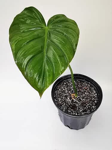 Philodendron McDowell.