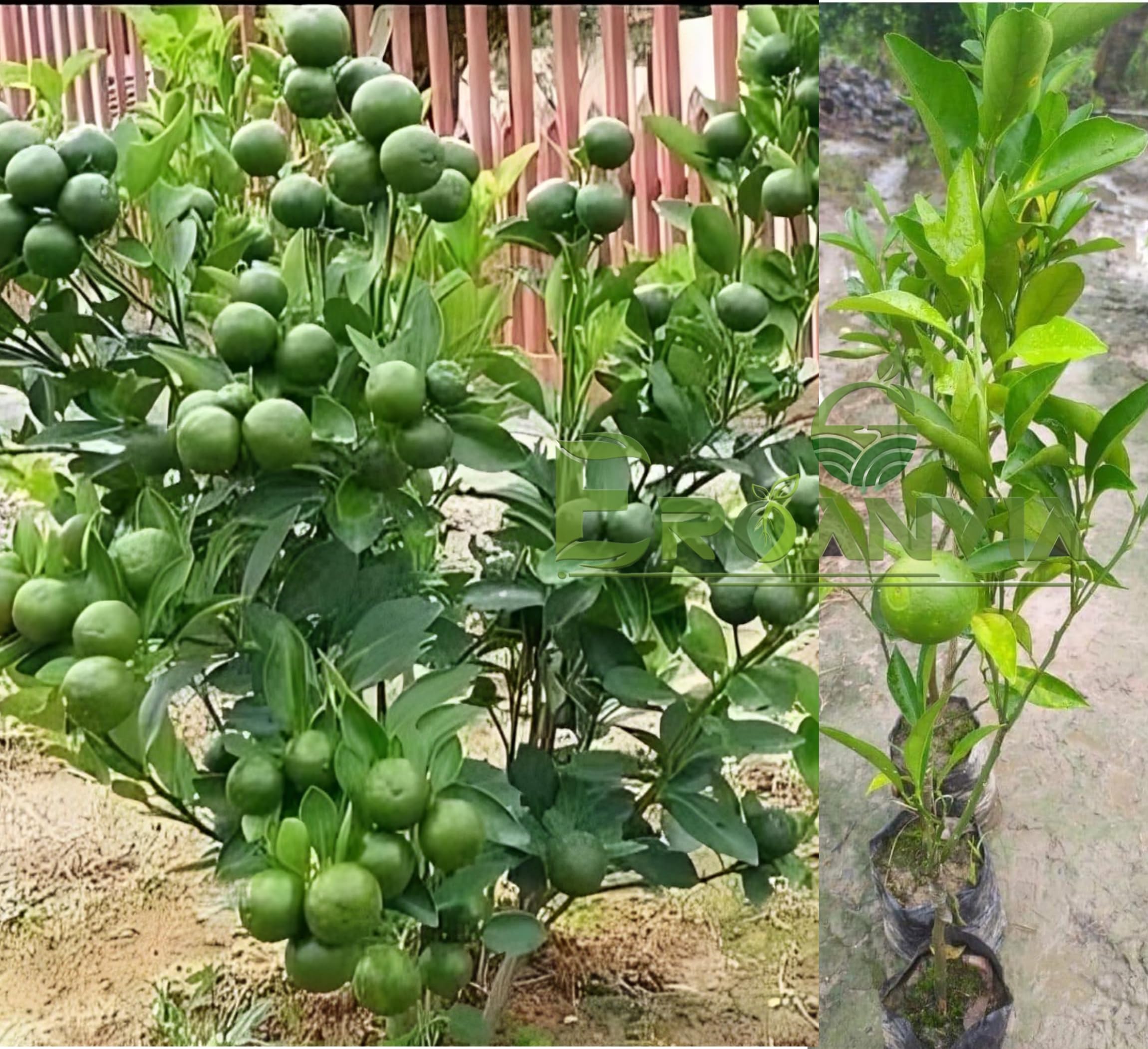 See full amazon price history chart for Eroanvia Vietnam All Time Malta Grafted Plant Bari 1 Malta (height 1.5-3 Feet - Furit After 1-2 Years) Mosambi Sweet Lemon Grafted Fruit Tree Live Plant Suitable Home Garden Pack Of 1 Eroanvia Vietnam All Time Malta Grafted Plant Bari 1 Malta (height 1.5-3 Feet - Furit After 1-2 Years) Mosambi Sweet Lemon Grafted Fruit Tree Live Plant Suitable Home Garden Pack Of 1 (B0BDSTBX6L) Amazon Price History, Amazon Price Tracker