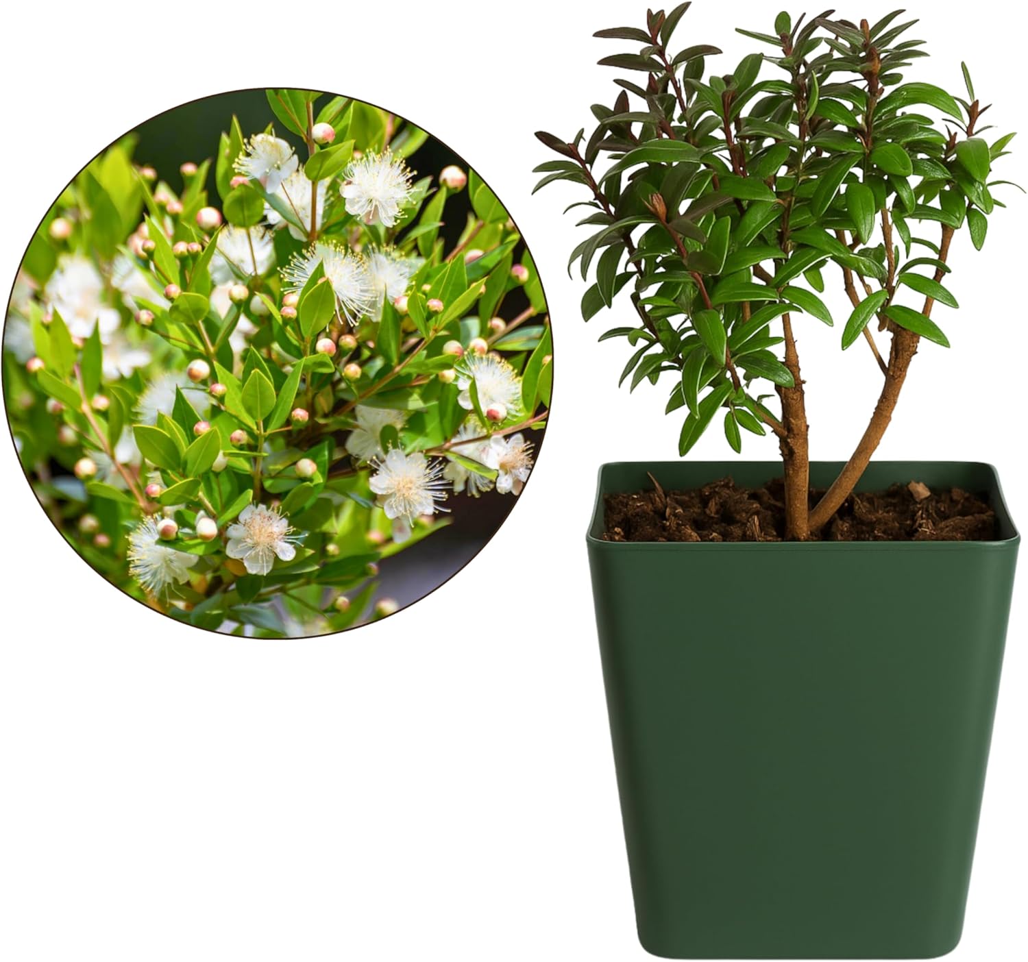 My Shelfie – Dwarf Myrtle Bonsai Starter Tree (Myrtus communis ‘Compacta’), 2-Inch Live Evergreen Plant, Mini Zen Garden Gift for Mom, Housewarming & Plant Lovers (5)