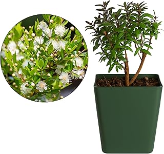My Shelfie – Dwarf Myrtle Bonsai Starter Tree (Myrtus communis ‘Compacta’), 2-Inch Live Evergreen Plant, Mini Zen Garden Gift for Mom, Housewarming & Plant Lovers (1)