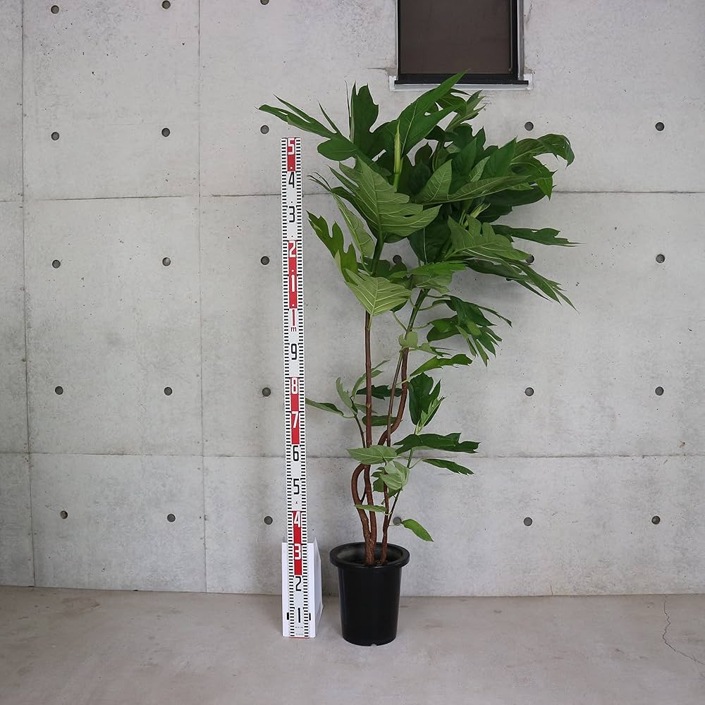 パンノキ　145cm 鉢　大鉢　観葉植物　ハワイ　レア　人気　グリーン　パンの木 パンの木