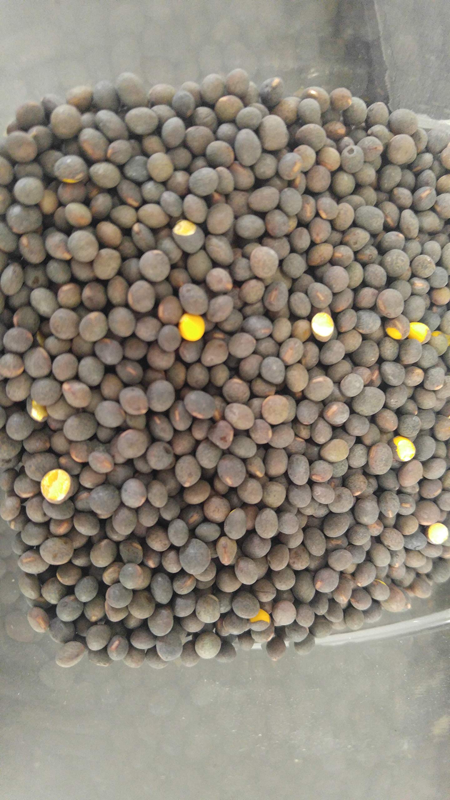 King Ladino White Clover Deer & Turkey Food Plot Seed by Tecomate. Clover Seed Blend to Help Grow The Biggest Antlers. Comes in a 25 LB Bag