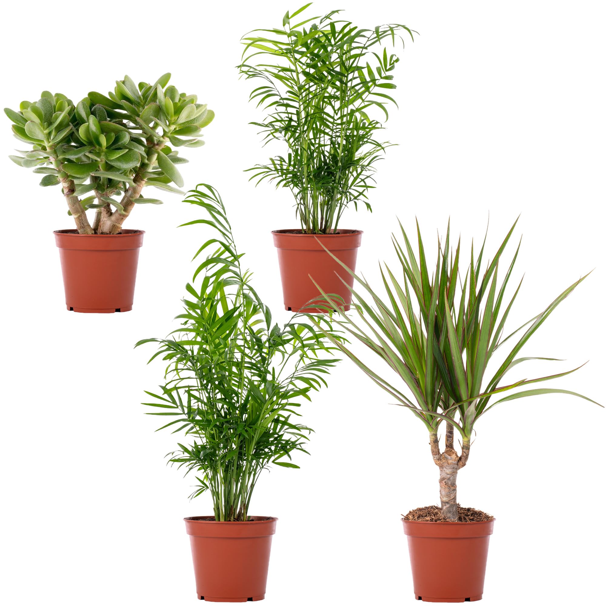 Gardeners Dream 4er Zimmerpflanzen Set - Grnpflanzen Mix mit Chamaedorea  (Bergpalme), Sansevieria (Bogenhanf), Crassula (Geldbaum), Areca  (Goldfruchtpalme), Dracaena (Drachenbaum) in 12 cm Tpfen : Amazon.de:  Garten