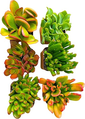Miniatura 9 de Plantas suculentas Planta de jade vivo de 2 pulgadas, colección misteriosa, colección de iniciación de plantas de jade vivo, plantas suculentas