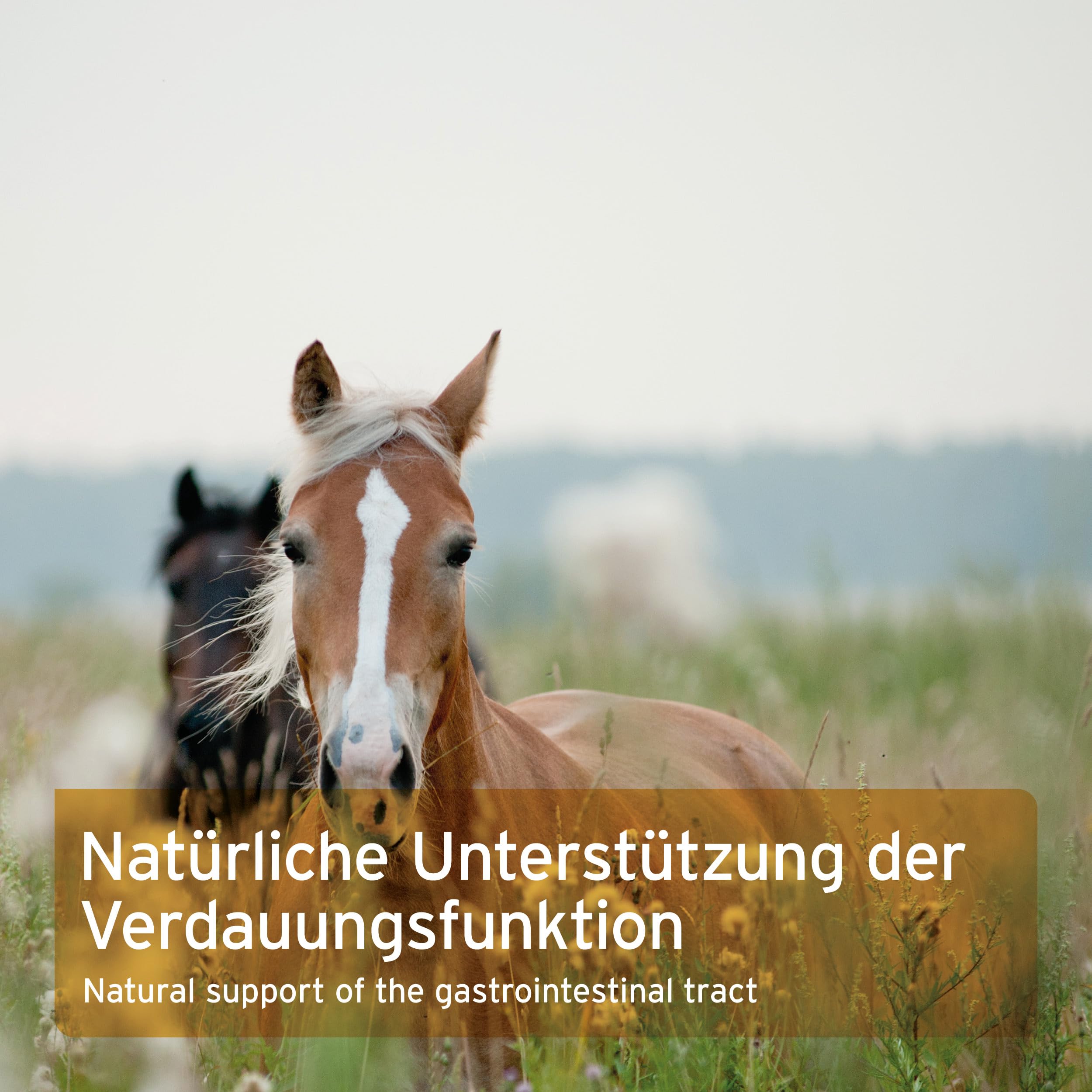 AniForte Flohsamen Pferd 3kg – Indische Flohsamenschalen & Psyllium bei Kotwasser, Sandkoliken & Verstopfung, für Darmreinigung & Verdauung, optimiert Kotbeschaffenheit, Rohkost-Qualität