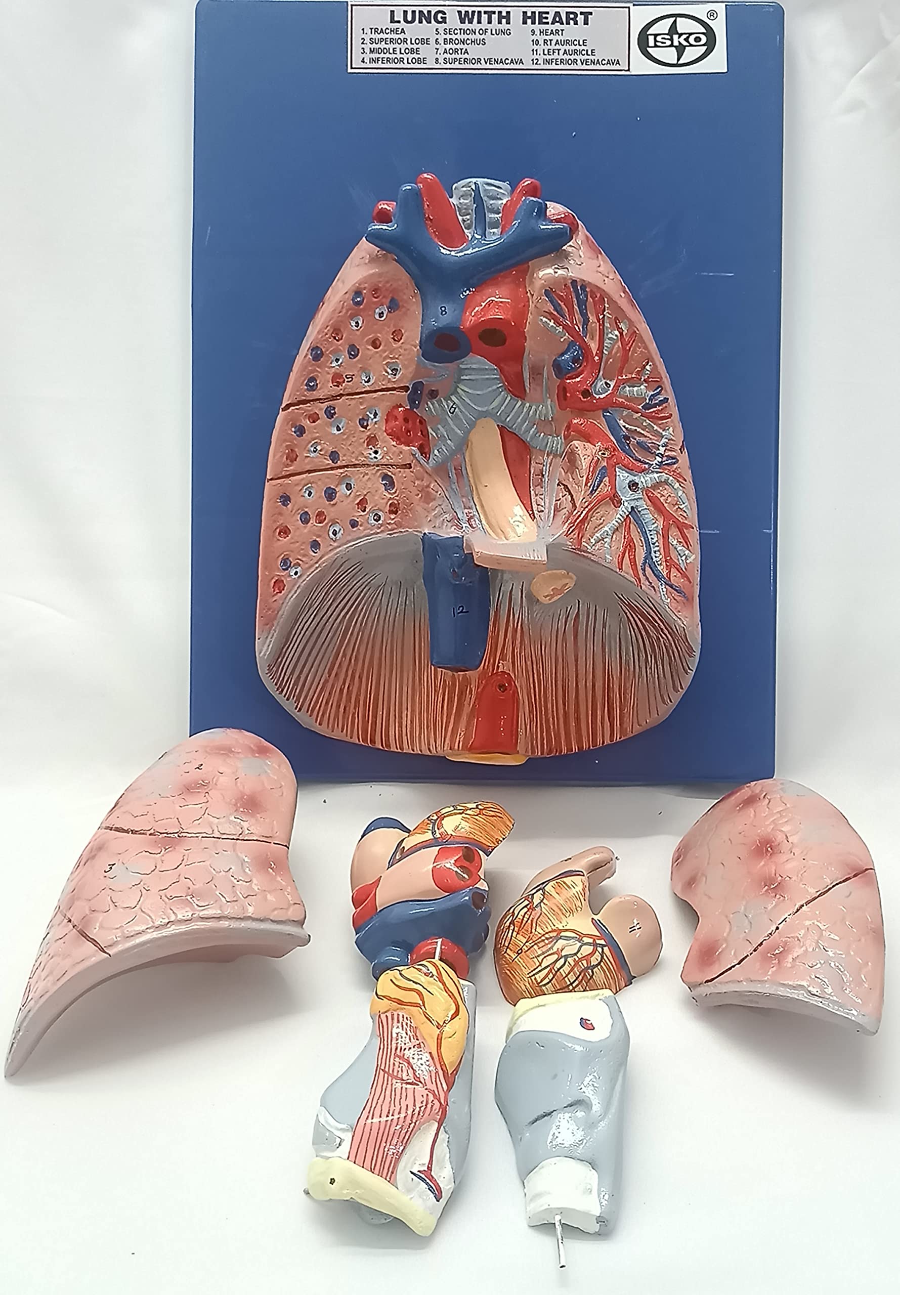 ISKO® Human Lung with Heart Life size model in 7 parts (Made with Fiber Glass) (B0B7B7GJX9) Amazon Price History, Amazon Price Tracker