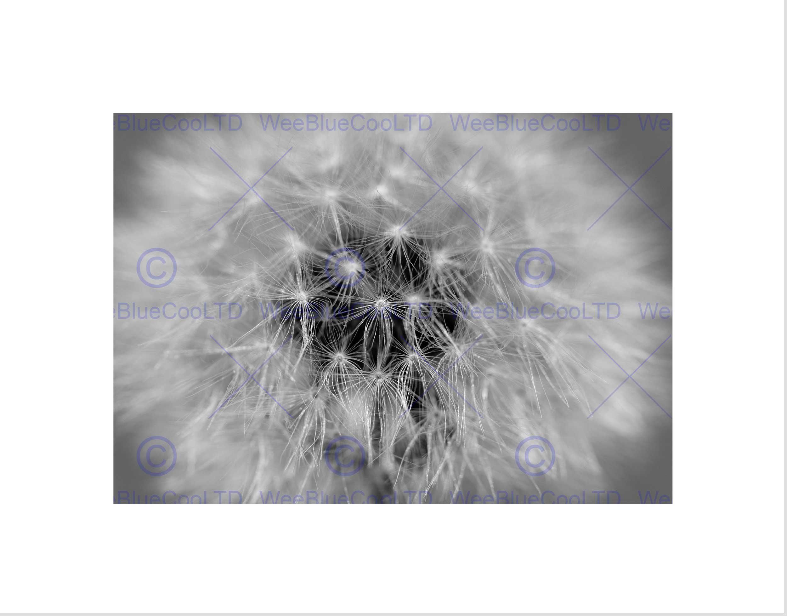 Wee Blue Coo Black White Dandelion Seed Art Wall Art Print