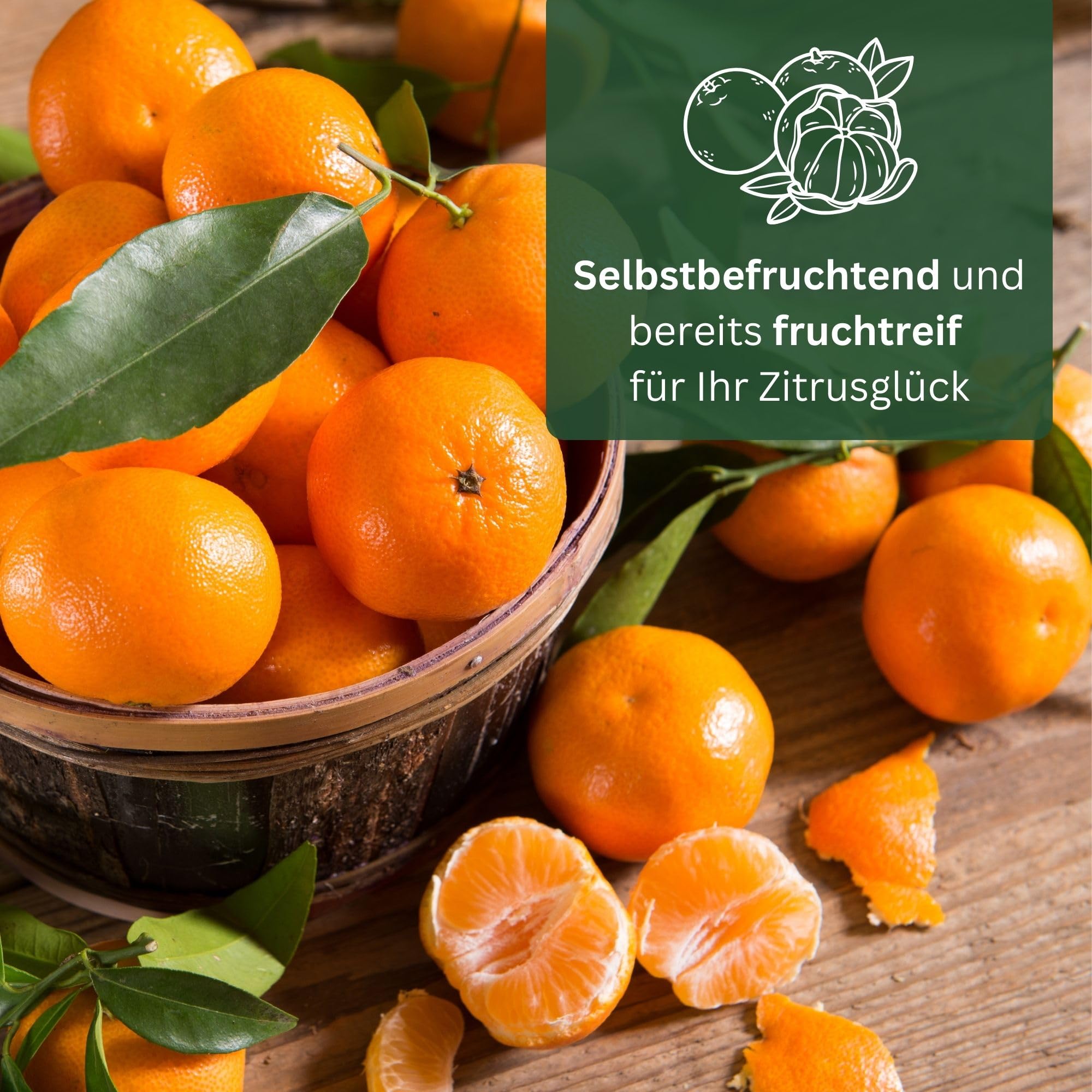 Biologische Satsuma mandarijnen uit Sicilië