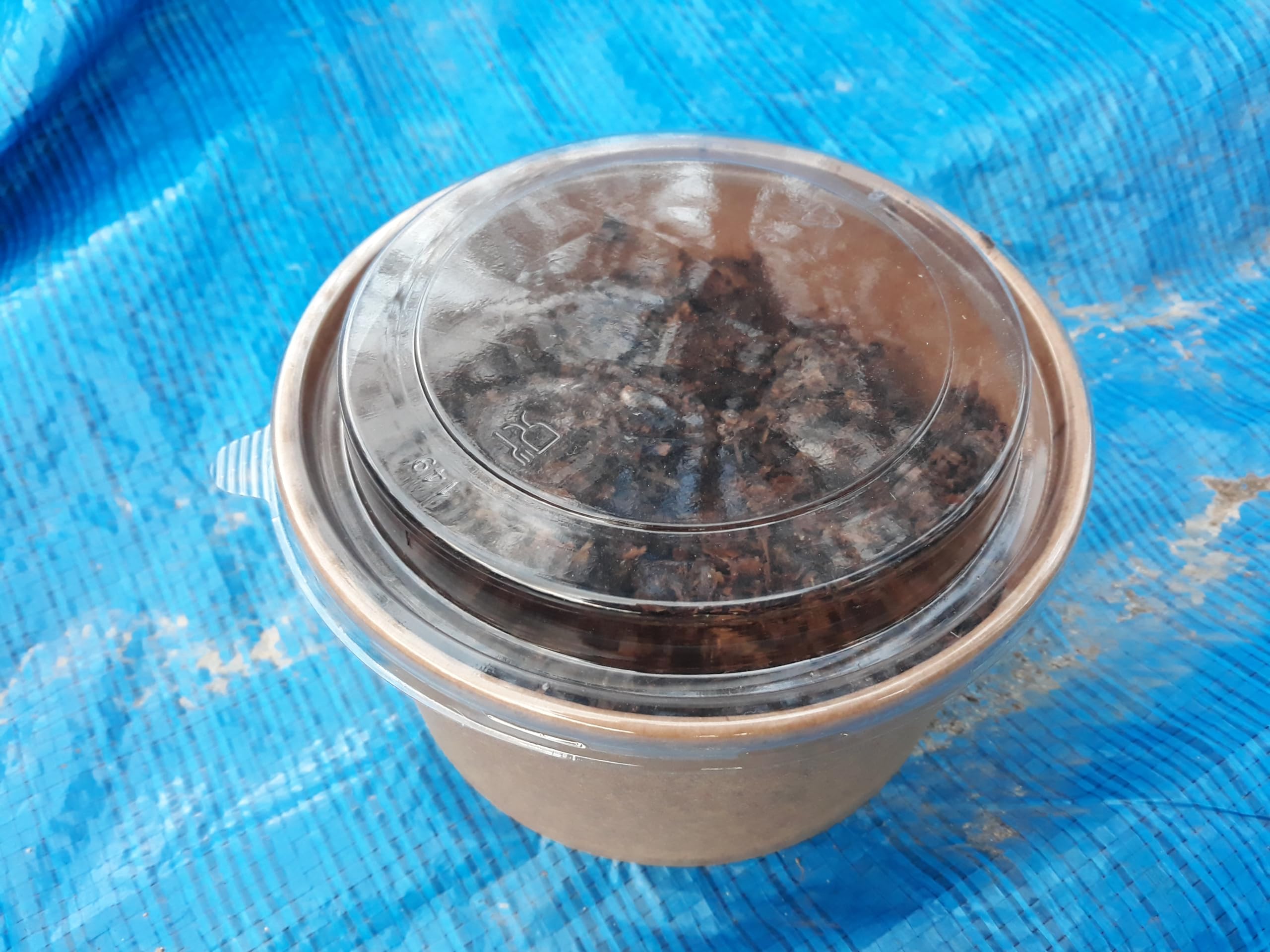 Lombrices rojas californianas para compost, humus o huerto, con guía de uso (100 lombrices)