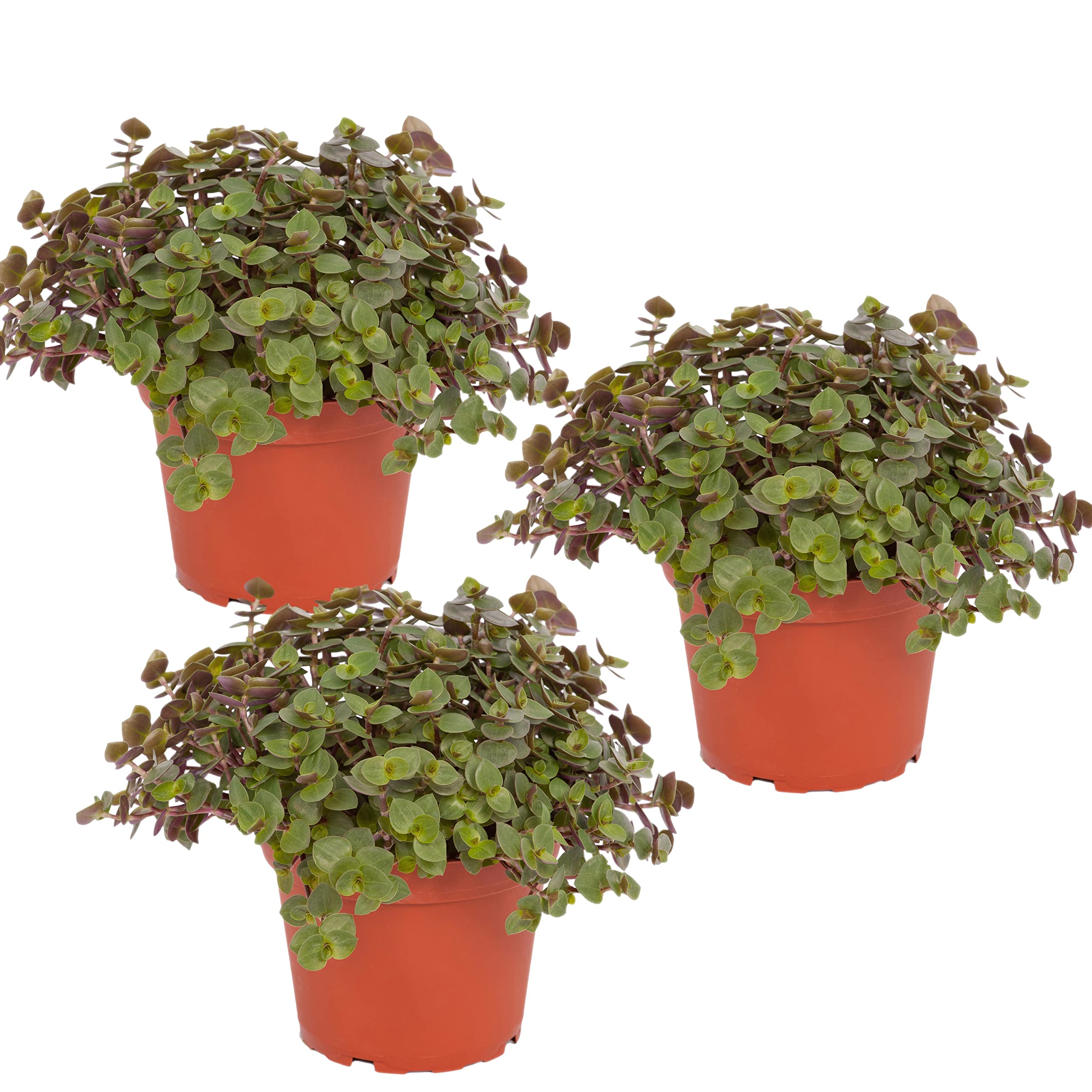 Bio Callisia (Schönpolster) im Topf (3 Stück) ║ BIOLAND-Qualität, garantiert frei von synthetischen Pflanzenschutzmitteln ║ Höhe mit Topf 15-20 cm ║ sofort gebrauchsfertig.