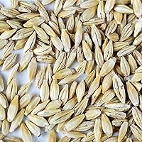 Vista 2 de Semillas de cebada orgánica, semillas integrales de cebada (cáscara intacta), hierba decorativa de cebada, jugos, granos para fabricación