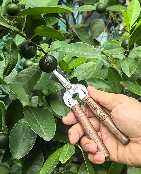 Razor Sharp Pruning Shears for Gardening, Garden Shears Carbon Steel Blade, Precision garden scissors Walnut Wood handle, 6.8 Garden Snips for Trimming Fruits, Vegetables, Flowers, Buds, Bonsai