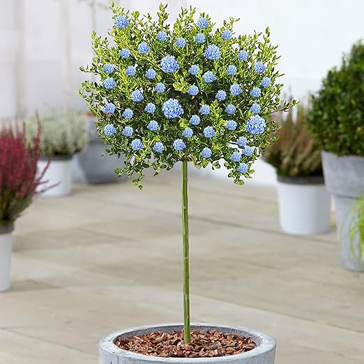 Ceanothus Victoria Tree Evergreen Ornamental Trees for Small Gardens