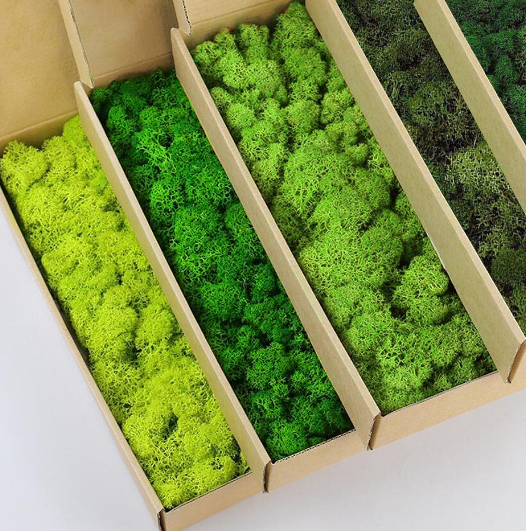5 Farben Mix Pack konserviert Rentiermoos Natur Grün DIY Kit Gartenarbeit Kunst Wand Dekor Florist Dekor (0,45 kg) (Grün-01 Grün-02 Grün-03 Grün-06 Grün-12)