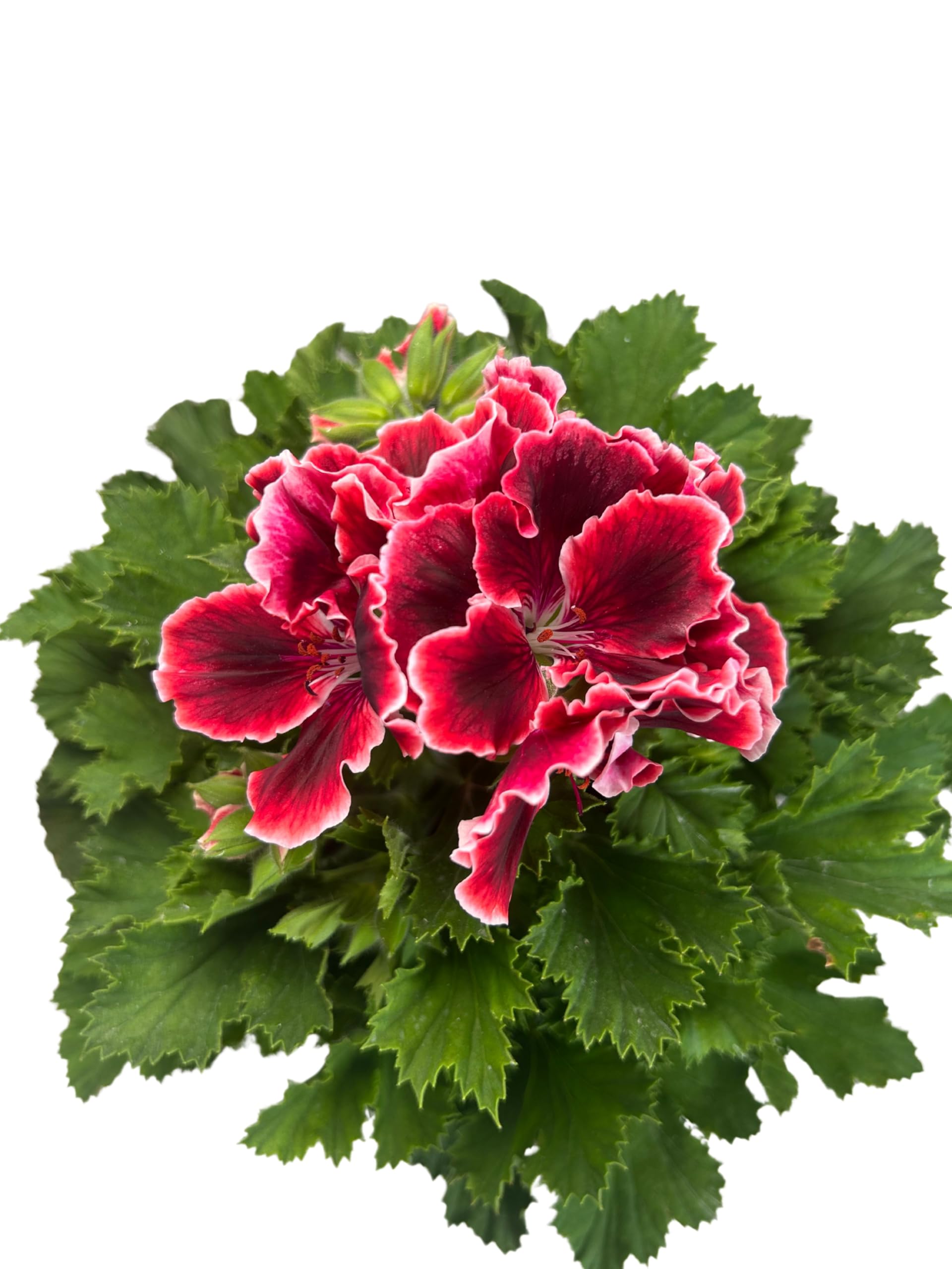 Geranio Pelargonium Grandiflorum, Maceta de 14 cm, Flores Rojas | Planta Natural de exterior, para Terraza y Jardín