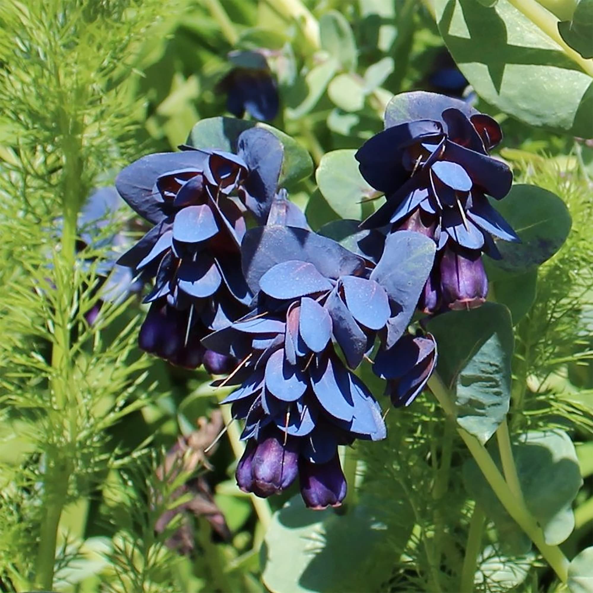 Amazon.com : QAUZUY GARDEN 25 Blue Shrimp Plant (Cerinthe Major) Honeywort  Seeds for Planting | Non-GMO Heirloom Flower Seed | Fast-Growing Striking  Flower for Home Garden Outdoor : Patio, Lawn & Garden