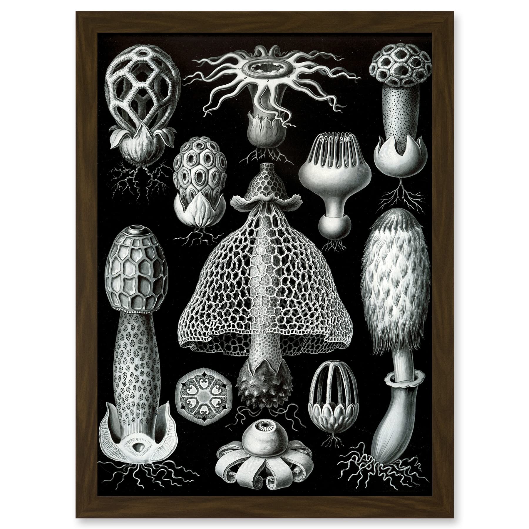 Artery8 Nature Ernst Haeckel Fungus Mushroom Toadstool Botanical A4 Artwork Framed Wall Art Print