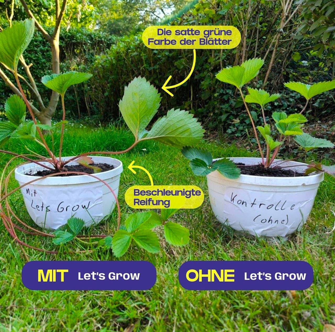 Plant Health Kit: Let’s Grow Bio - Lebender Dünger Organic-Balance®, Bodenverbesserer Ecostern®, Immunität&Resistenz Fitobact® und Bio-Haftmittel Liposam®, 4x500ml