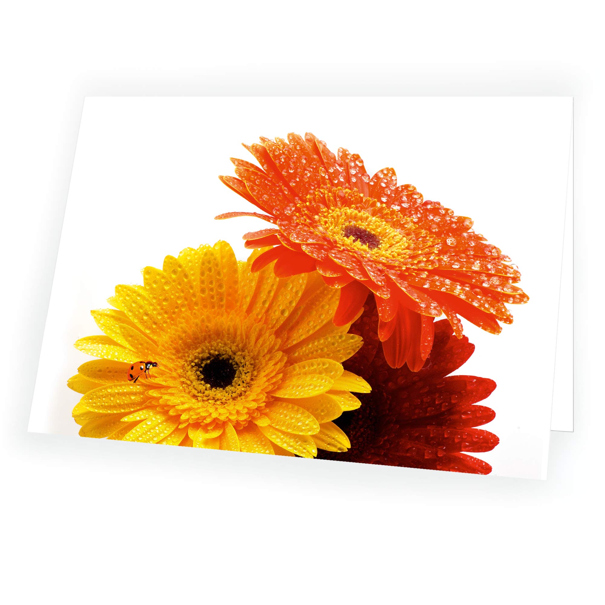 Biglietto di auguri di alta qualità Gerbera Trio in formato 17,0 cm x 12,0 cm con busta abbinata, 250 x 250 x buste.