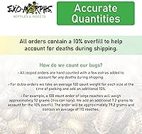 Vista 4 de Cucarachas rojas extra pequeñas (1/8" y menos) Blatta lateralis - Insectos alimentadores vivos (200 unidades)