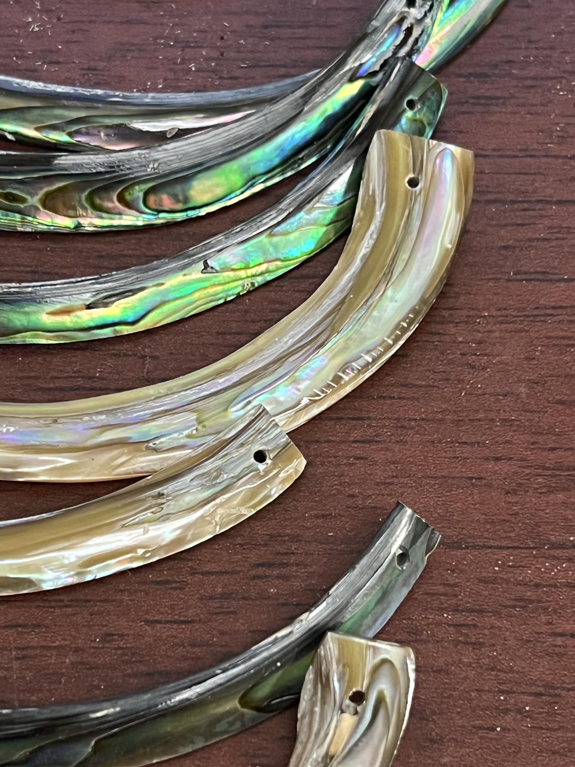 12 Pieces Drilled Blue Green Abalone Tusk Shell 2-5