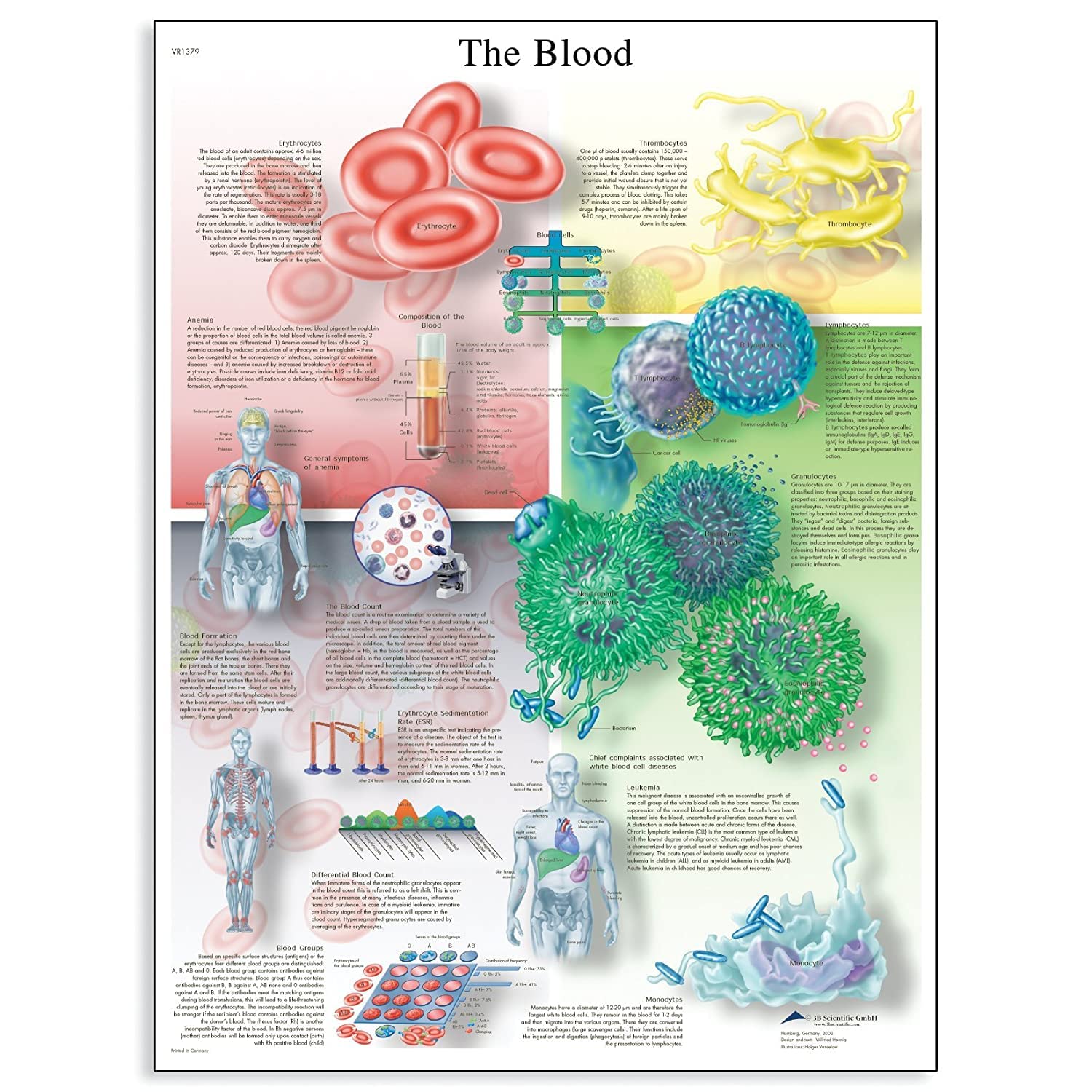 3B Scientific VR1379UU Glossy Paper The Blood Anatomical Chart, Poster Size 20" Width x 26" Height