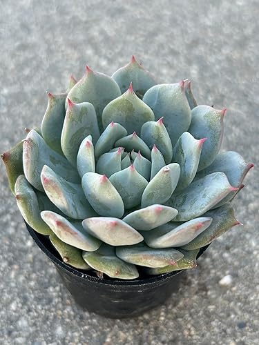 Miniatura 5 de Echeveria Prism of Nature - Planta suculenta viva de 2 pulgadas con tierra de maceta totalmente arraigada de 2 pulgadas para el hogar y la oficina o