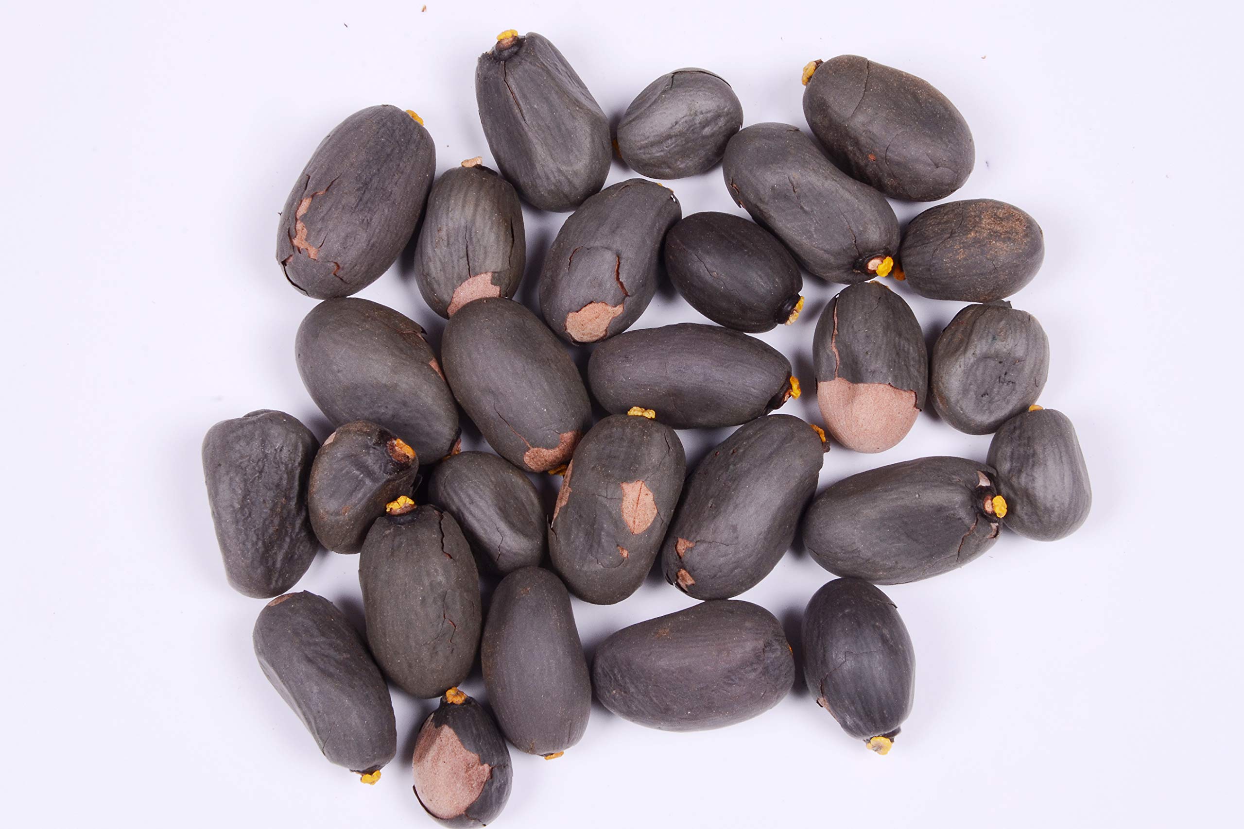 RK Seeds - Sterculia foetida seeds – Ornamental flower seeds – Java Olive, Peon, Poon tree, Sterculia nut, bastard poon tree, java olive tree, hazel sterculia wild almond tree seeds – 100 gm (B07PV51NK1) Amazon Price History, Amazon Price Tracker